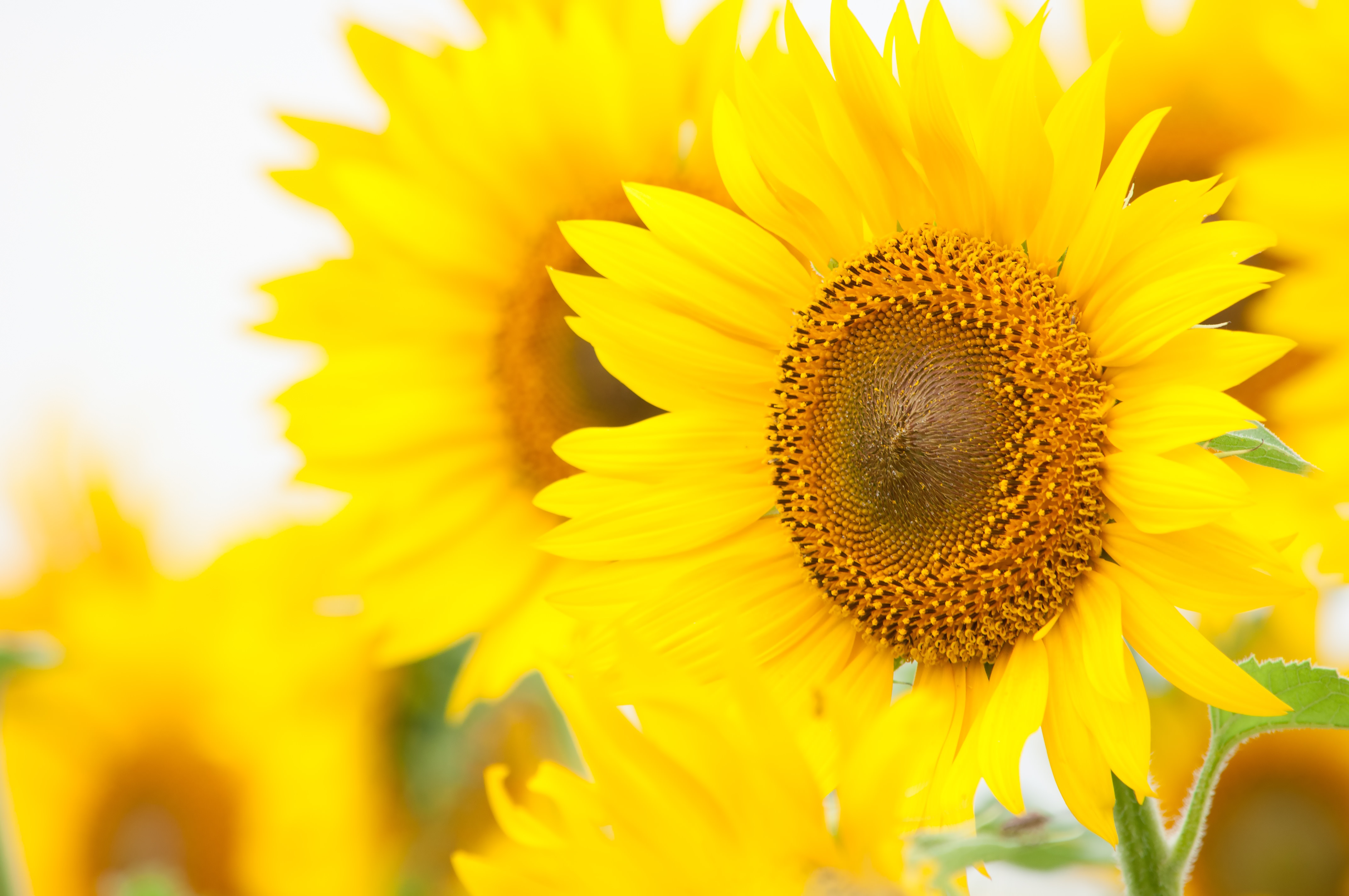 Office Canone - 会社案内 -